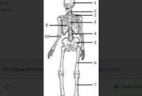 Hubungan antartulang antara nomor 5 dan 6 adalah…..?