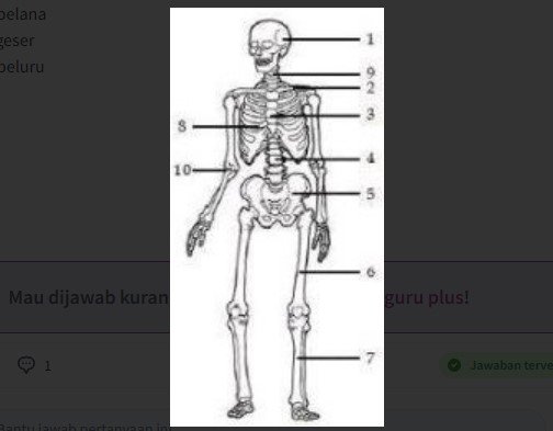 Hubungan antartulang antara nomor 5 dan 6 adalah…..?