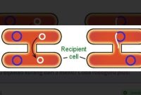Gambar diatas menunjukan proses reproduksi bakteri dengan cara….?
