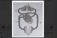 Perhatikan gambar berikut ! Berdasarkan gambar di atas, urutan mekanisme sistem peredaran darah besar adalah …